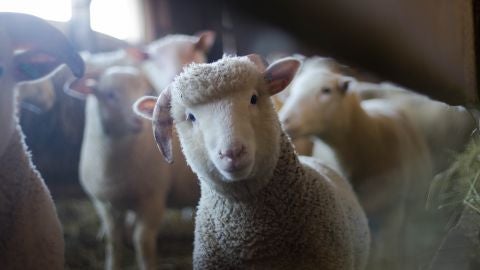 Reba&ntilde;o de ovejas