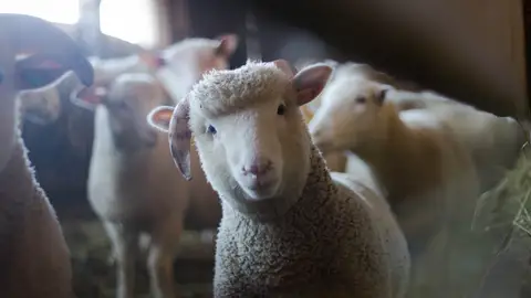 Rebaño de ovejas Rebaño de ovejas