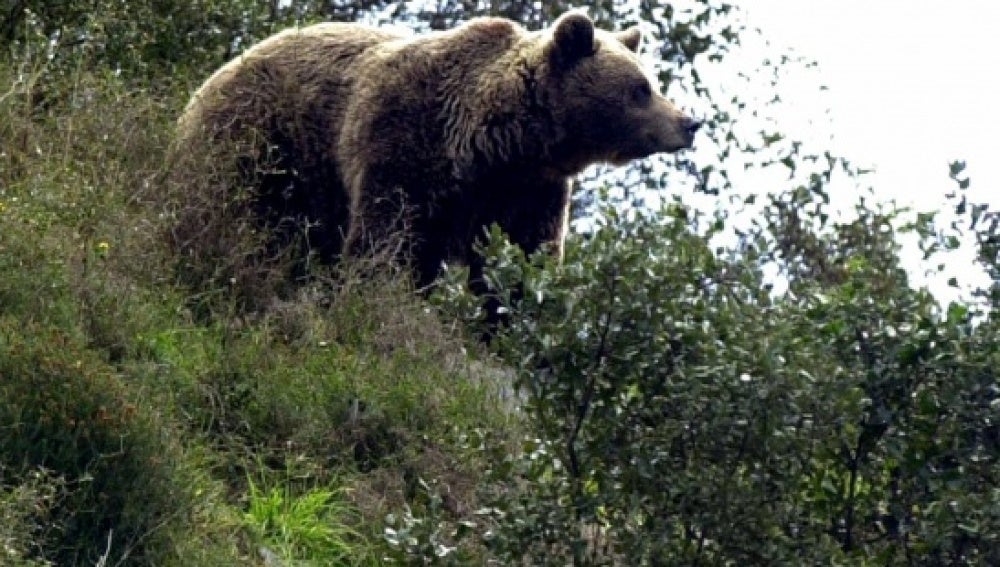 Guillermo Palomero: " La población de oso está teniendo un crecimiento sostenible pero sigue en peligro de extinción" Guillermo Palomero: " La población de oso está teniendo un crecimiento sostenible pero sigue en peligro de extinción"