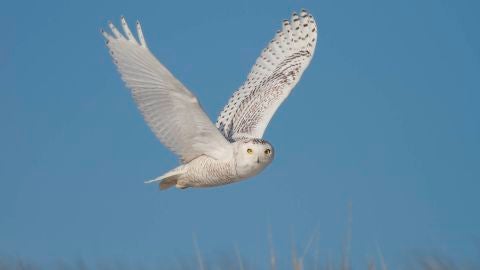 Una de cada cuatro aves desaparece en Norteamerica desde 1970