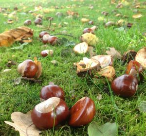 Otoño Otoño