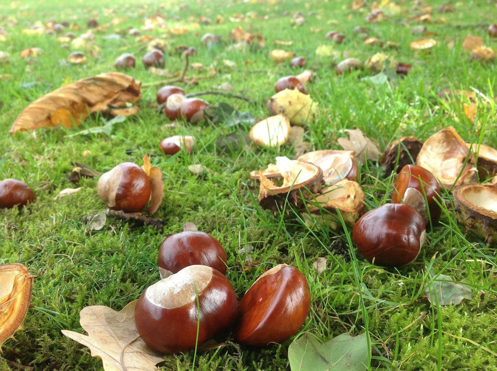 Este lunes, arranca el otoño con un aumento de las temperaturas Este lunes, arranca el otoño con un aumento de las temperaturas