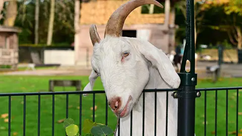 Cabra Cabra