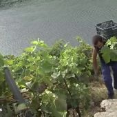ESTER NUEVA RIBEIRA SACRA