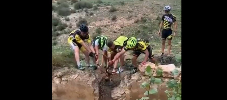 Cuatro ciclistas rescatan a un ciervo Cuatro ciclistas rescatan a un ciervo