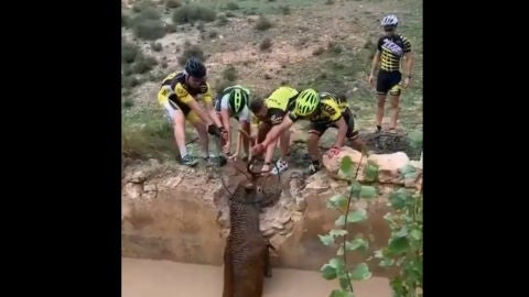 Cuatro ciclistas rescatan a un ciervo