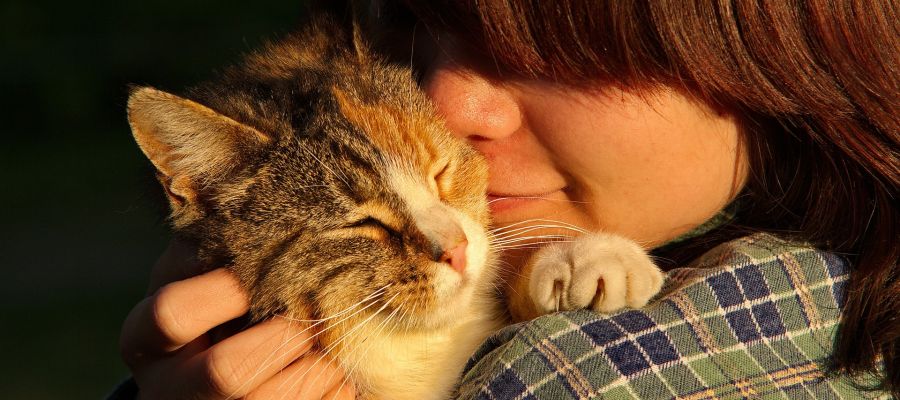 Los gatos tambien muestran apego con sus duenos Los gatos tambien muestran apego con sus duenos