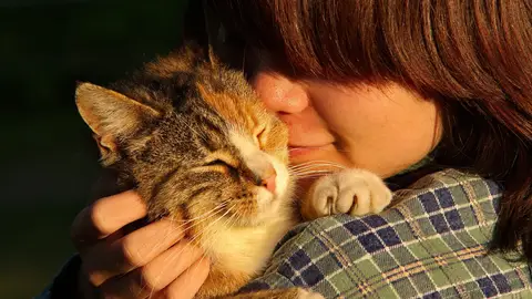 Los gatos tambien muestran apego con sus duenos Los gatos tambien muestran apego con sus duenos
