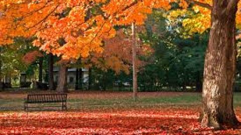 Oto&ntilde;o