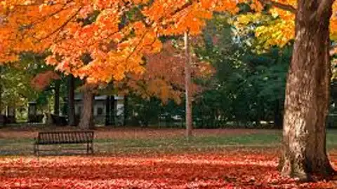 Otoño 2019: Da la bienvenida al otoño con frases célebres para enviar por Whatsapp Otoño