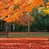 Otoño 2019: Da la bienvenida al otoño con frases célebres para enviar por Whatsapp Otoño 2019: Da la bienvenida al otoño con frases célebres para enviar por Whatsapp
