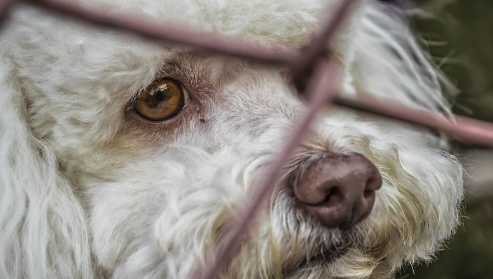 Rescatan a 36 perros hacinados en una vivienda de 50 metros en Alicante