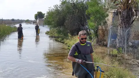 Trabajos de fumigación contra mosquitos en Crevillent. Trabajos de fumigación contra mosquitos en Crevillent.