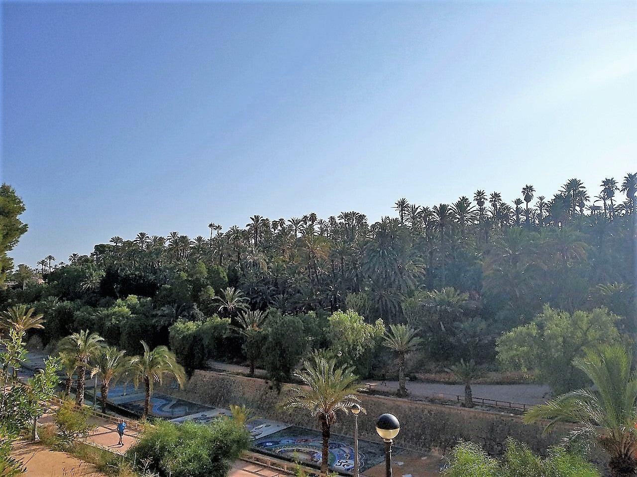 La Paysandisia desbanca al Picudo rojo como la mayor amenaza para el Palmeral de Elche La Paysandisia desbanca al Picudo rojo como la mayor amenaza para el Palmeral de Elche