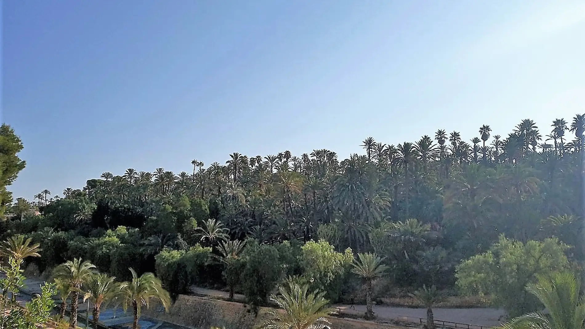 Vista del palmeral del Parque Municipal de Elche.