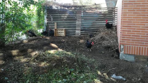 Gallinas del Retiro