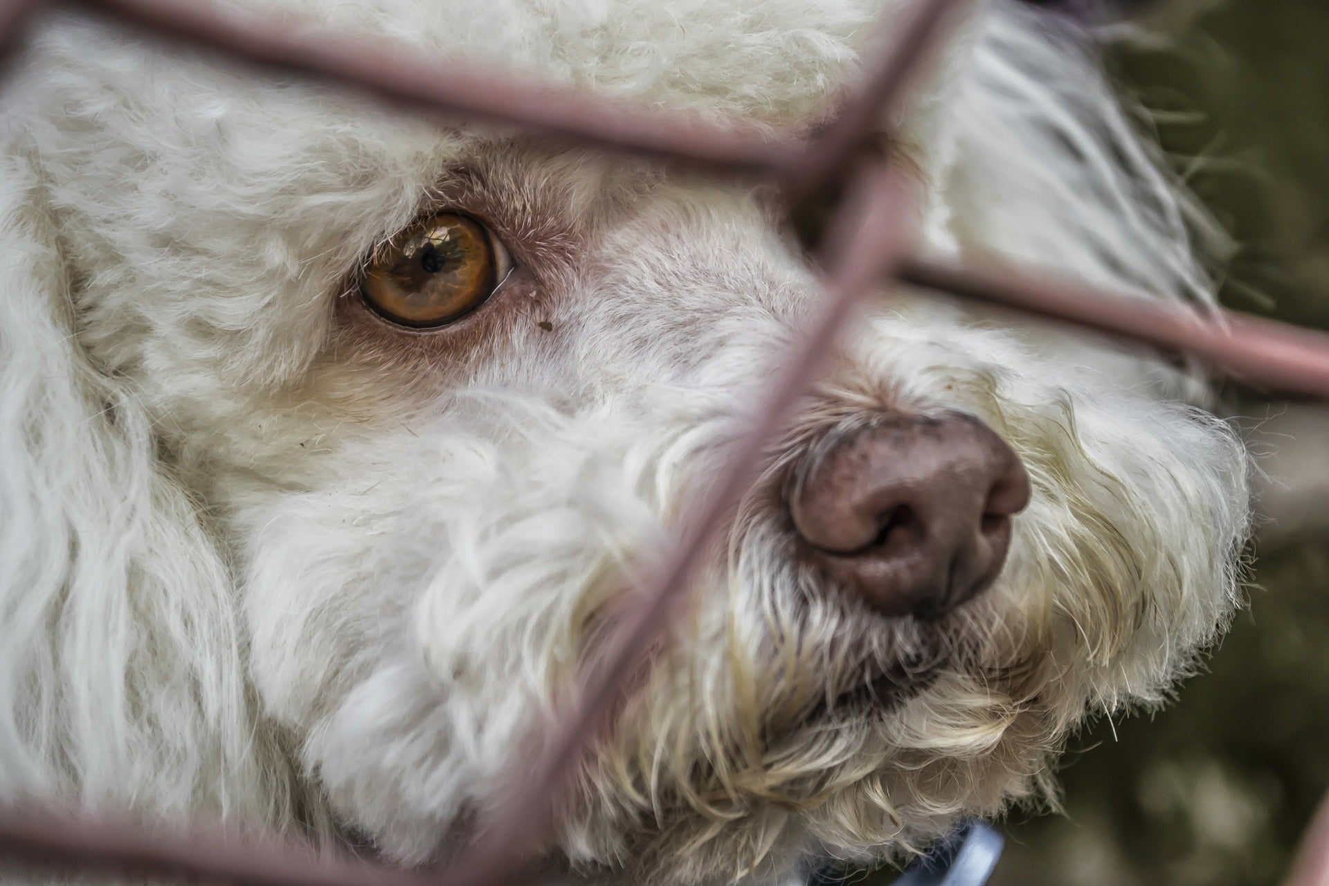 Australia multará a las personas que no saquen a pasear a sus mascotas todos los días Australia multará a las personas que no saquen a pasear a sus mascotas todos los días