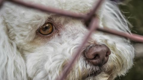 perros abandonados &Aacute;vila