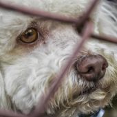 perros abandonados Ávila