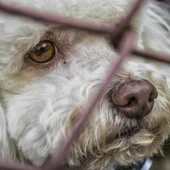 Imagen de un perro abandonado Imagen de un perro abandonado