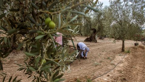 Recogida tradicional de la aceituna en una finca de El Viso del Alcor (Sevilla).