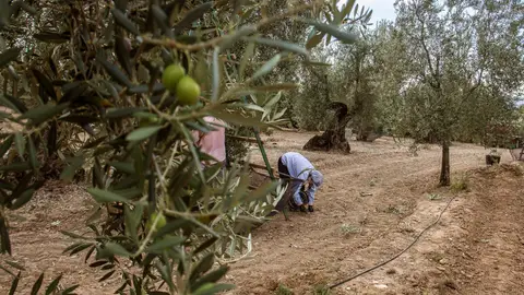 Recogida tradicional de la aceituna en una finca de El Viso del Alcor (Sevilla). Recogida tradicional de la aceituna en una finca de El Viso del Alcor (Sevilla).