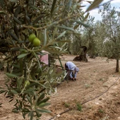 Recogida tradicional de la aceituna en una finca de El Viso del Alcor (Sevilla). Recogida tradicional de la aceituna en una finca de El Viso del Alcor (Sevilla).