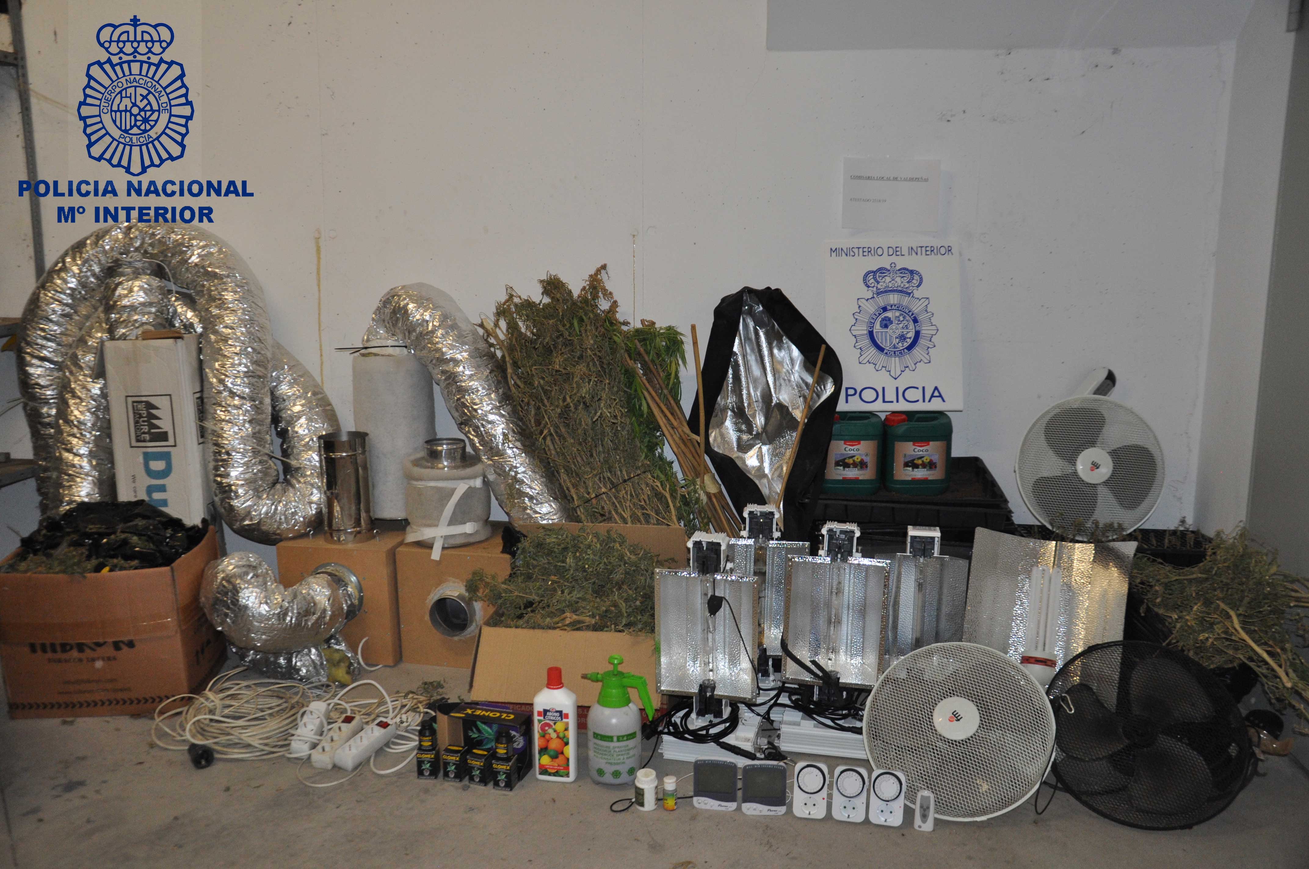 Desmantelada en Valdepeñas un cultivo de "indoor" de marihuana con 40 plantas Desmantelada en Valdepeñas un cultivo de "indoor" de marihuana con 40 plantas