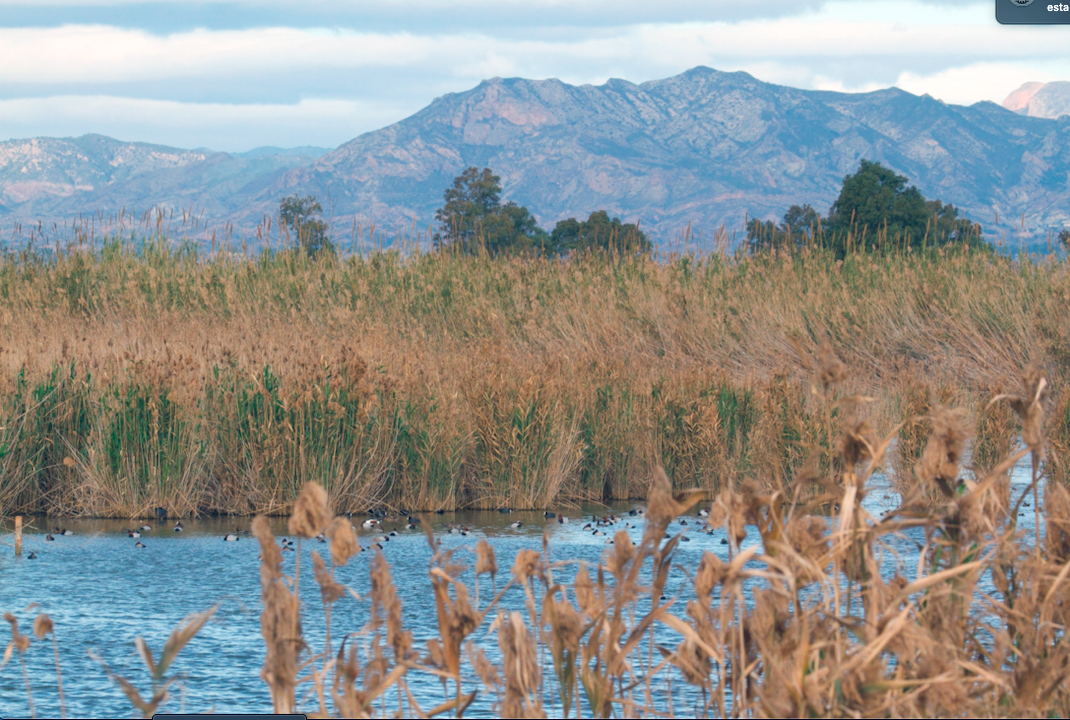 Amigos de los Humedales del Sur de Alicante recurren al Síndic para conocer los planes de caza autorizados en El Hondo Amigos de los Humedales del Sur de Alicante recurren al Síndic para conocer los planes de caza autorizados en El Hondo