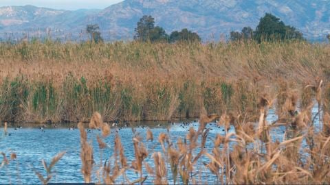 Parque Natural El Hondo Crevillent-Elche.