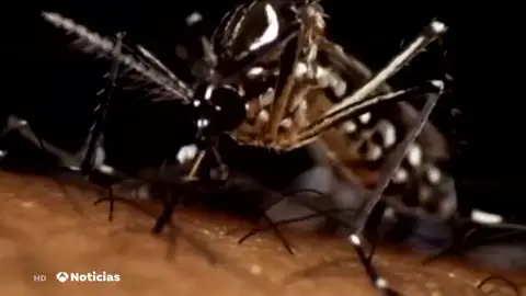 Imagen de archivo. NUEVA MOSQUITOS