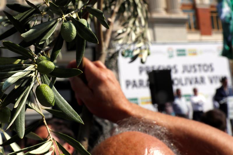Las protestas de los olivareros: "Nadie nos hace caso, estamos a reventar" Las protestas de los olivareros: "Nadie nos hace caso, estamos a reventar"