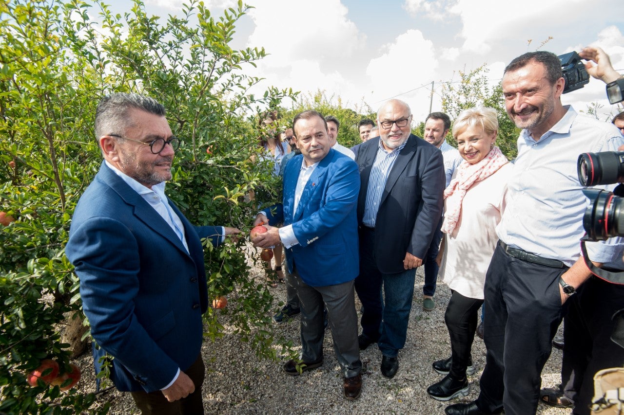 Las lluvias y el calor provoca un merma del 20% en la producción de granada Mollar pero aumentan el calibre y la calidad del fruto Las lluvias y el calor provoca un merma del 20% en la producción de granada Mollar pero aumentan el calibre y la calidad del fruto