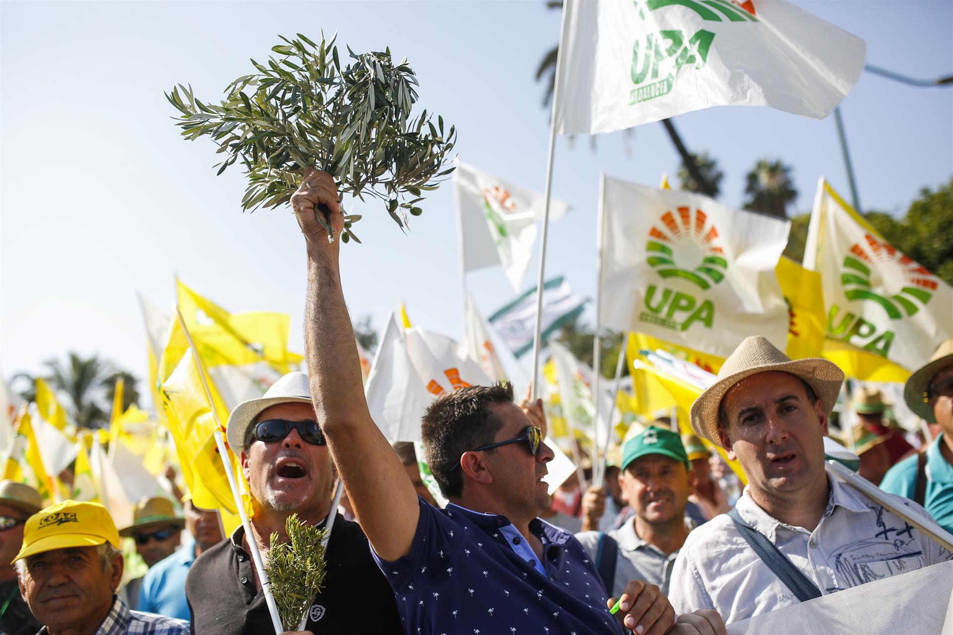 2.000 agricultores de Ciudad Real reclaman mejores precios para el aceite de oliva 2.000 agricultores de Ciudad Real reclaman mejores precios para el aceite de oliva