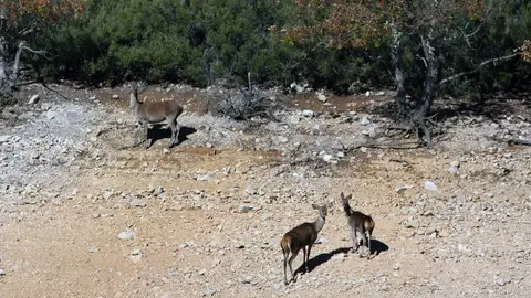 Ciervos pantano Diputación de Palencia