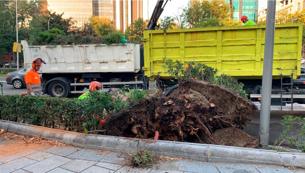 Árbol caído en el Paseo de la Castellana