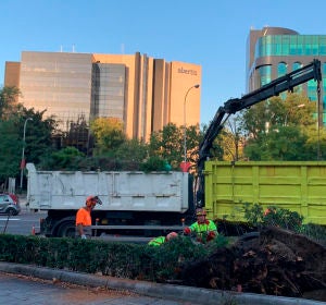 Árbol caído en el Paseo de la Castellana Árbol caído en el Paseo de la Castellana