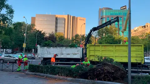 Árbol caído en el Paseo de la Castellana Árbol caído en el Paseo de la Castellana