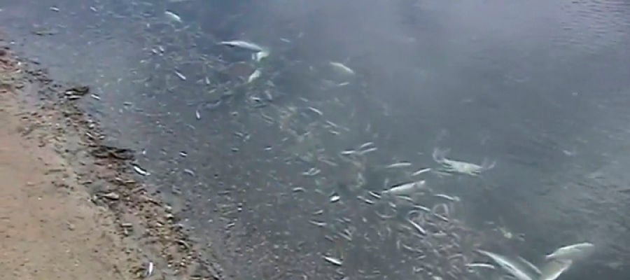 Aparecen miles de peces muertos en la orilla de una playa del Mar Menor Aparecen miles de peces muertos en la orilla de una playa del Mar Menor