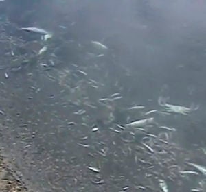Aparecen miles de peces muertos en la orilla de una playa del Mar Menor Aparecen miles de peces muertos en la orilla de una playa del Mar Menor