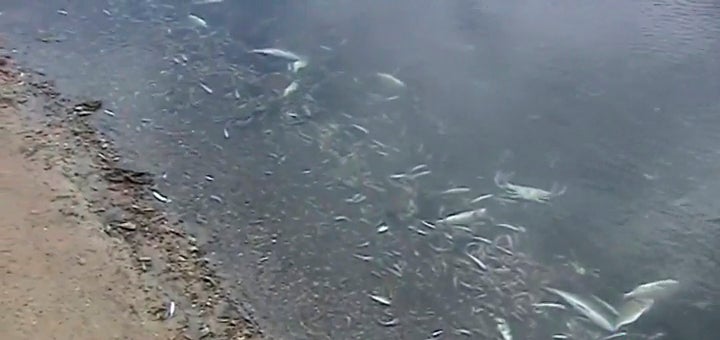 La Fiscalía investigará la causa de la muerte de miles de peces en el Mar Menor La Fiscalía investigará la causa de la muerte de miles de peces en el Mar Menor