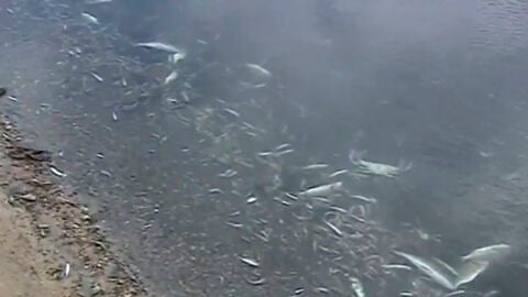 Aparecen miles de peces muertos en la orilla de una playa del Mar Menor 