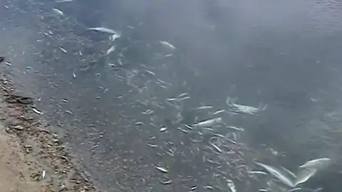 Aparecen miles de peces muertos en la orilla de una playa del Mar Menor Aparecen miles de peces muertos en la orilla de una playa del Mar Menor