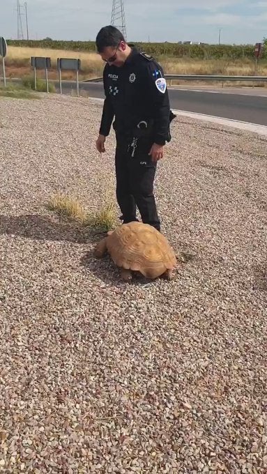 Hallan a una tortuga de más de 25 kilos de peso en una rotonda de Ciudad Real Hallan a una tortuga de más de 25 kilos de peso en una rotonda de Ciudad Real