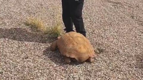 La tortuga fue hallada en una rotonda de Ciudad Real