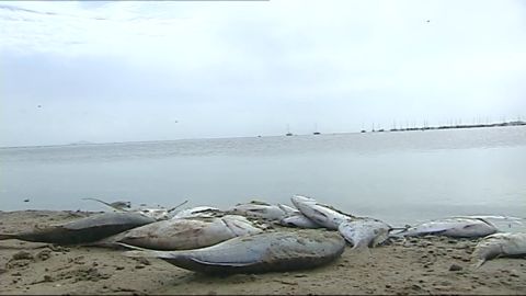 El Consejo de Gobierno se re&uacute;ne esta tarde con car&aacute;cter extraordinario por la situaci&oacute;n del Mar Menor 