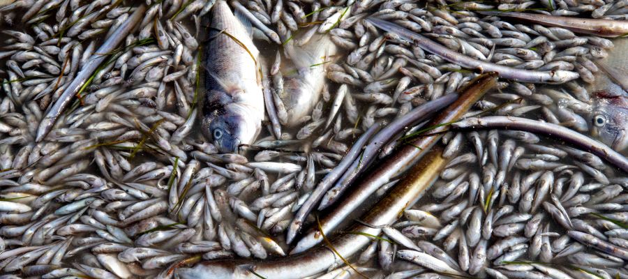 Aparecen peces muertos en playas del Mar Menor Aparecen peces muertos en playas del Mar Menor