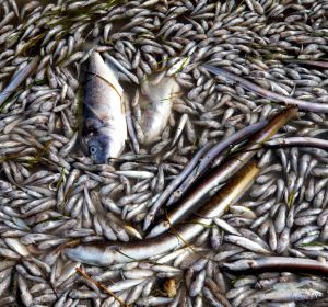 Aparecen peces muertos en playas del Mar Menor Aparecen peces muertos en playas del Mar Menor