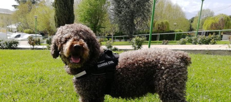 Marley, el perro de la Guardia Civil que ayudó a resolver multitud de delitos Marley, el perro de la Guardia Civil que ayudó a resolver multitud de delitos