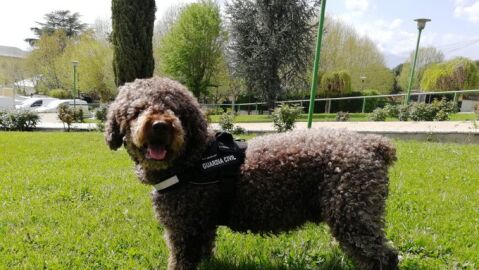Marley, el perro de la Guardia Civil que ayud&oacute; a resolver multitud de delitos